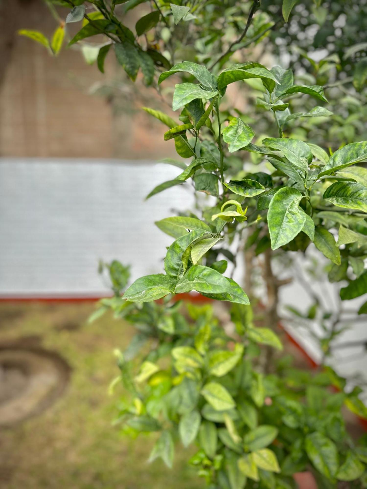 Casa Verde Jesus Maria - Zona Residencial Lima Dış mekan fotoğraf